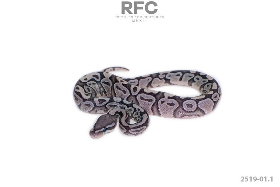 Hypo Black Axanthic Het DG