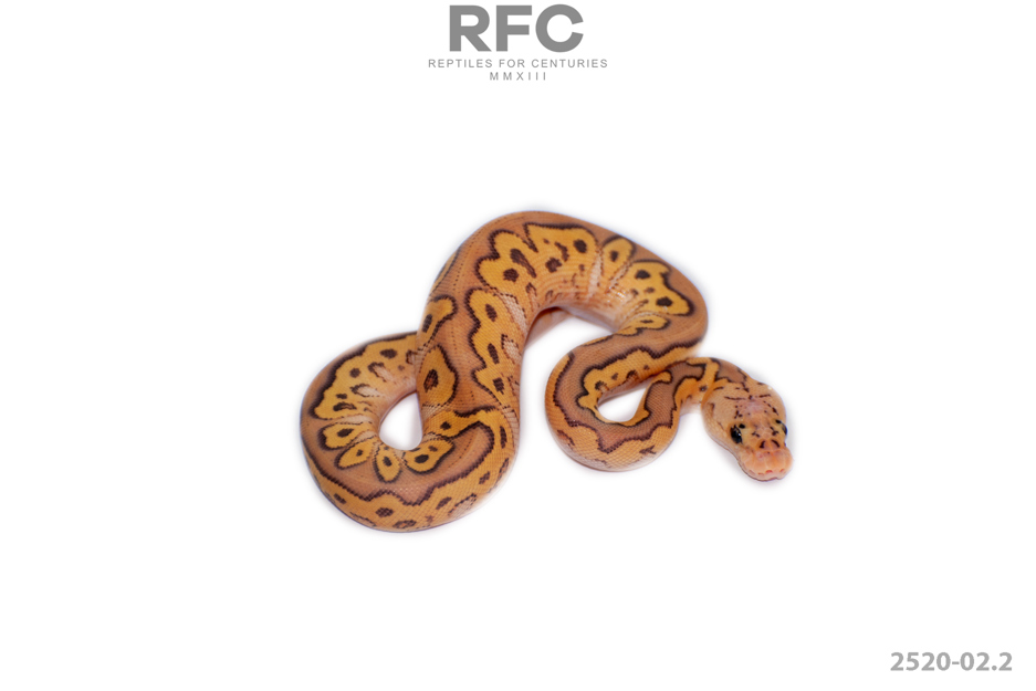 Firefly Special Clown Het Lavender