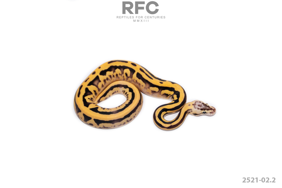 RS Firefly Leo Puzzle Het DG