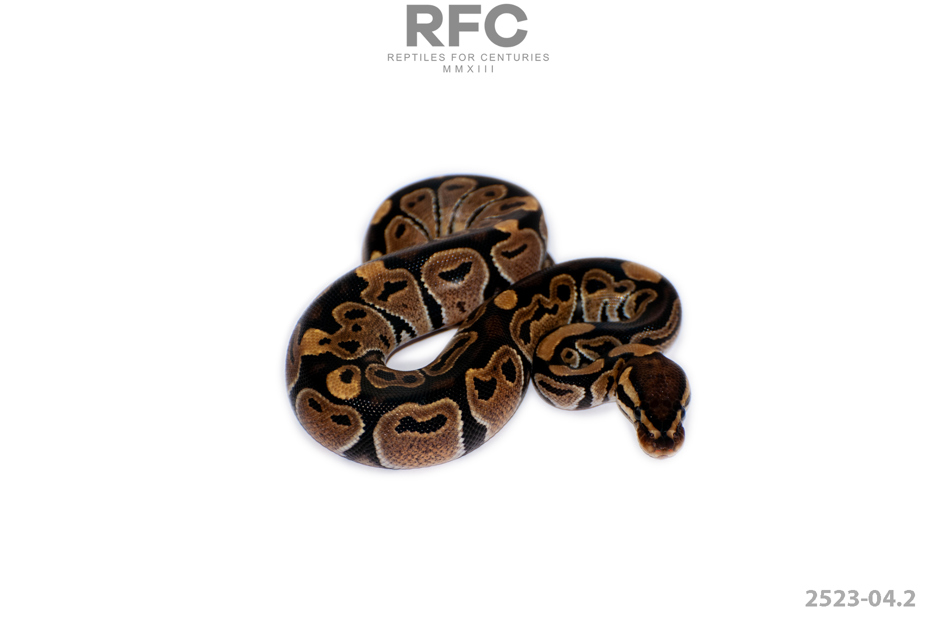 QH Axanthic Hypo Sunset GS
