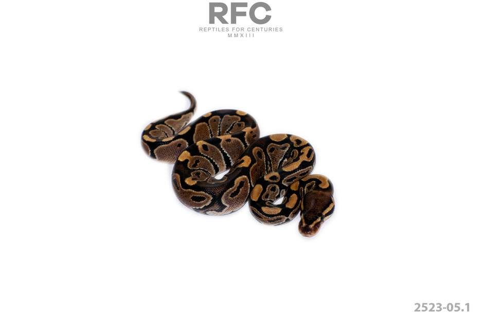 QH Axanthic Hypo Sunset GS