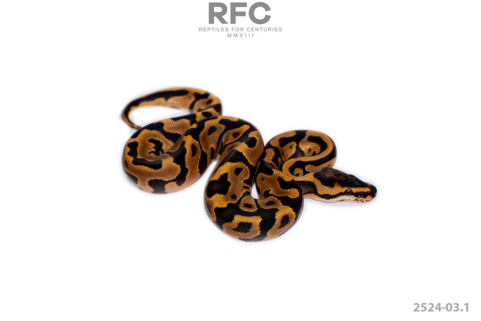 OD Leo TH Hypo DG Puzzle