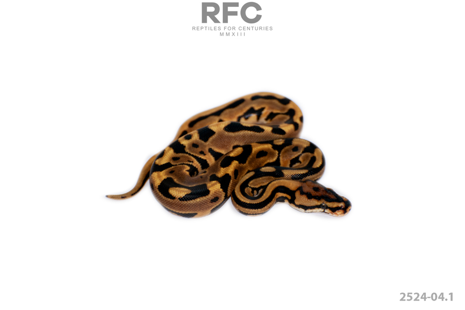 OD Leo TH Hypo DG Puzzle