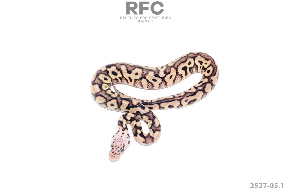 Pastel Spotnose Clown DH Axa Ultramel