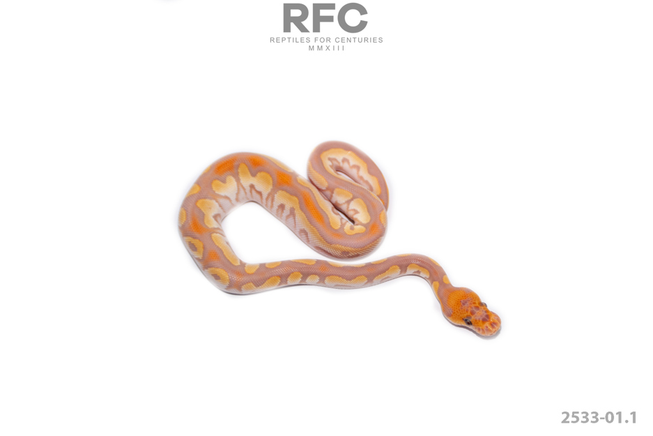 OD Mojave Ultramel Clown Het Pied