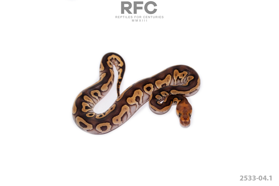 Mojave Clown DH Ultramel Pied