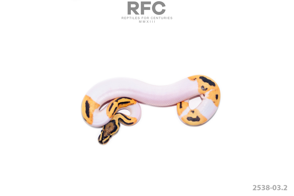 DG Pied DH Hypo Clown