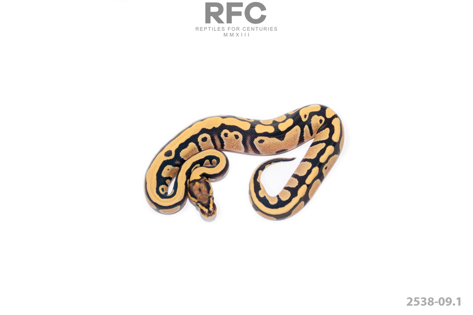 DG TH Hypo Pied Clown
