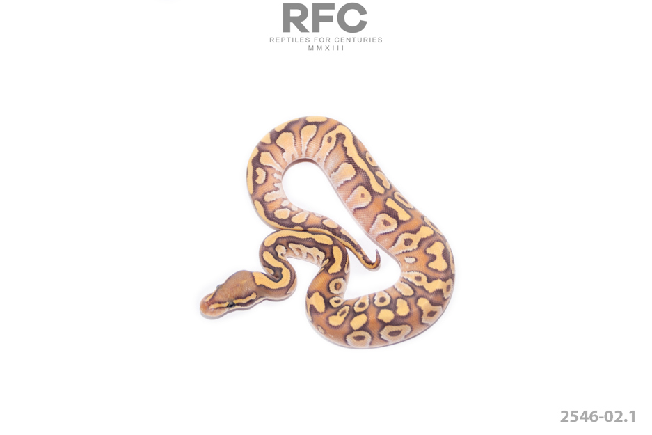 Enchi RS Mojave Hypo DH DG Clown
