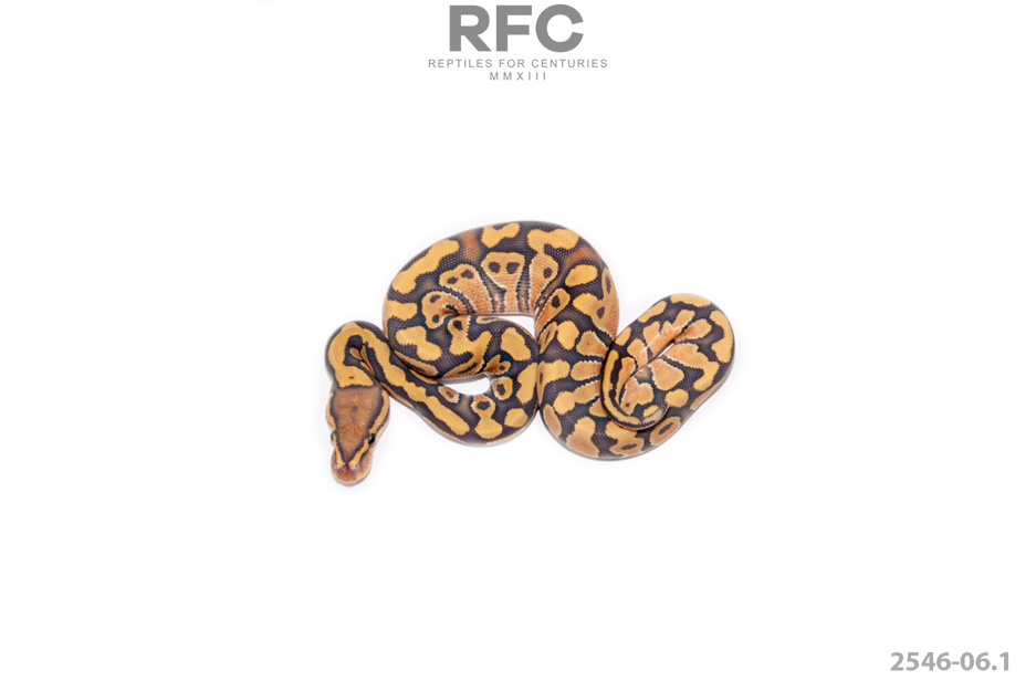 Enchi RS Hypo DH DG Clown