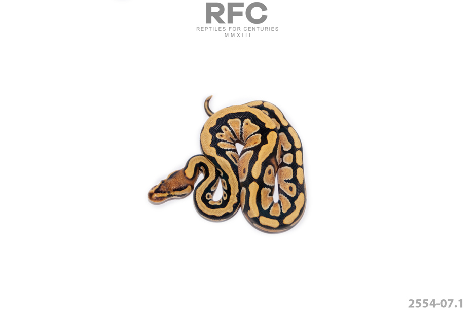 BP Leopard YB Cypress Crypton Het DG