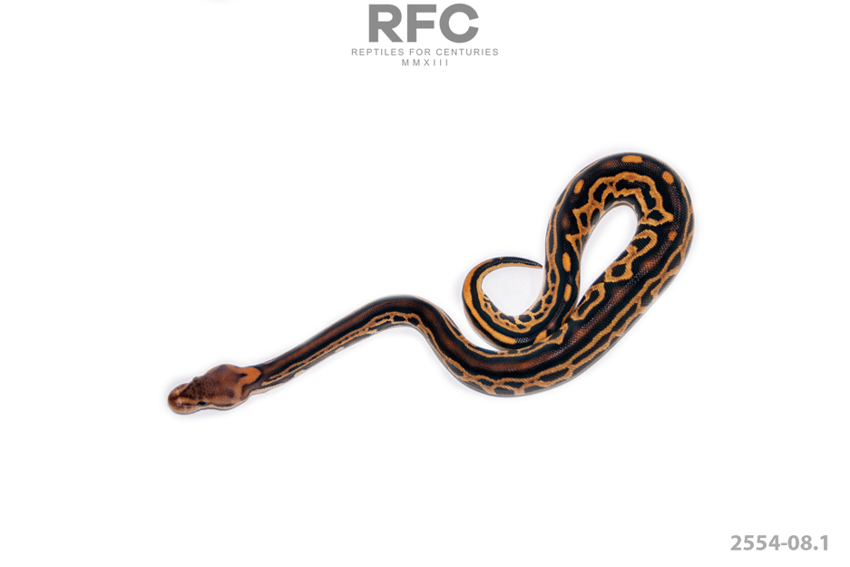 Cypress Enchi DG Het Cryptic