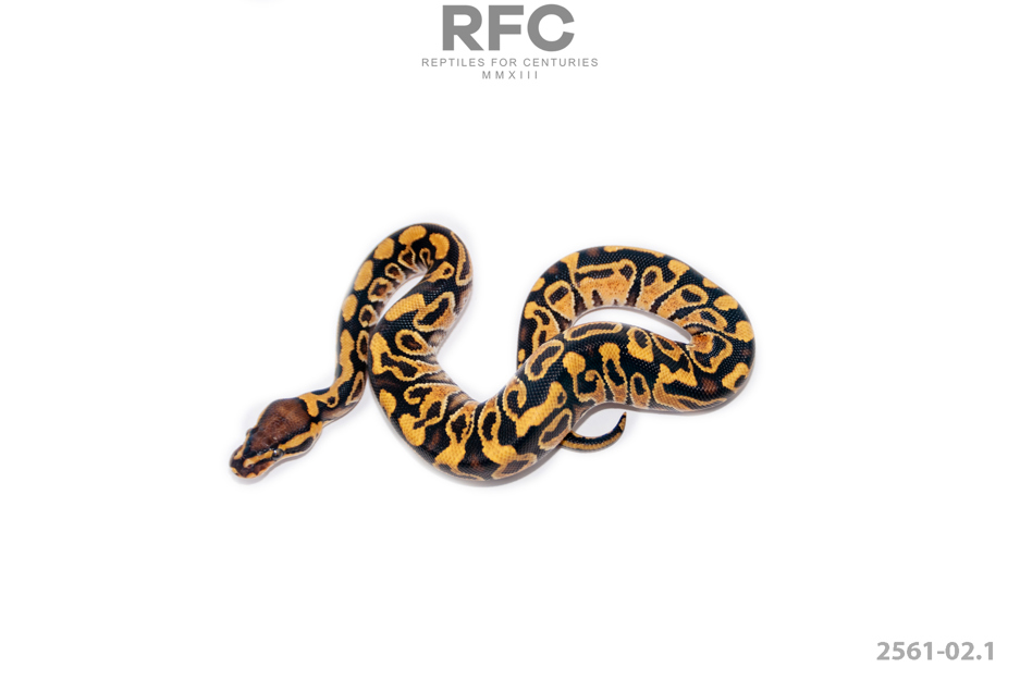 Enchi SN Hurricane DH Hypo Clown