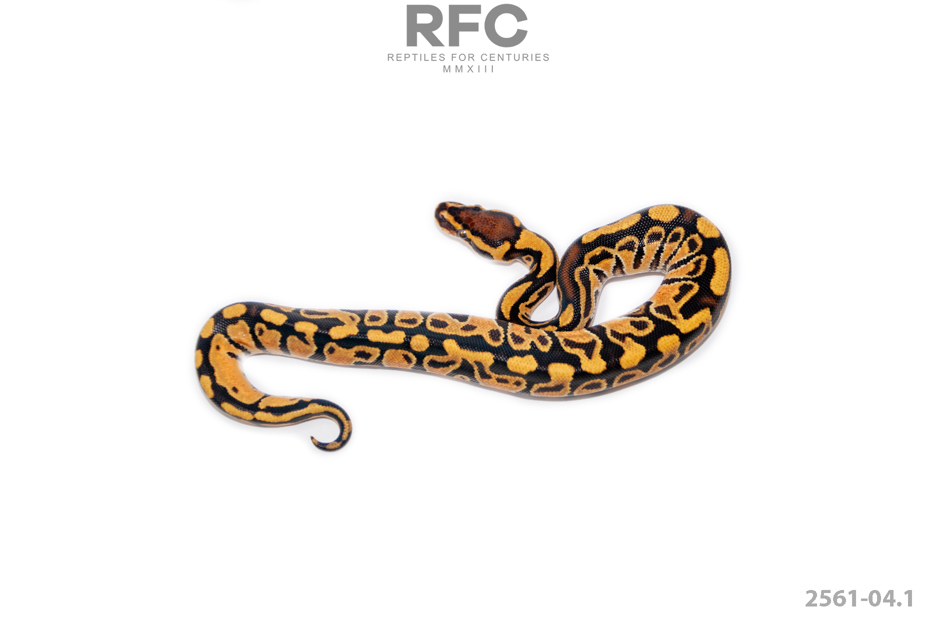 Enchi Hurricane TH Hypo DG Clown