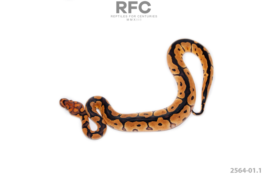 Mandarin Clown Het Hypo