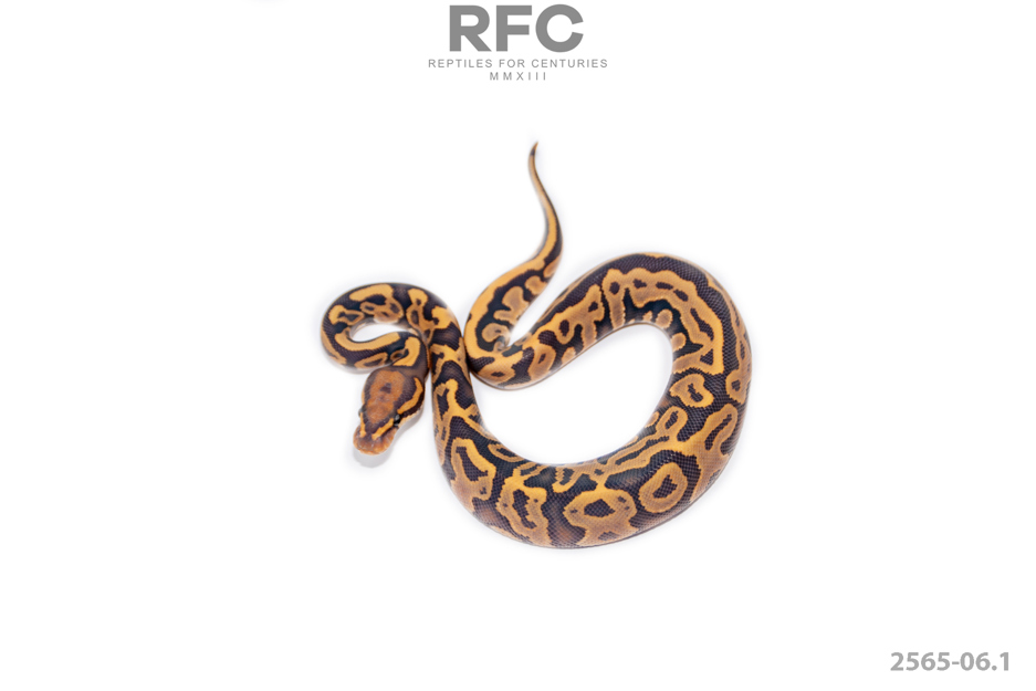 Enchi Leo Hypo Het Puzzle
