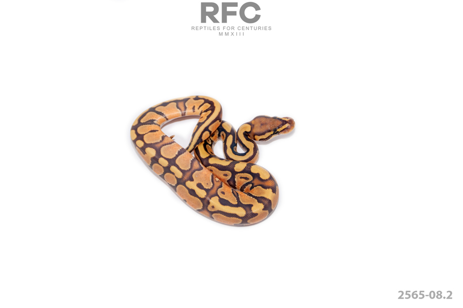 Enchi Hypo Het Puzzle