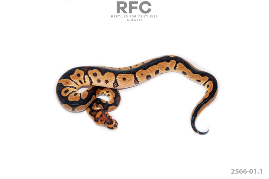 Clown DH Ultramel Pied