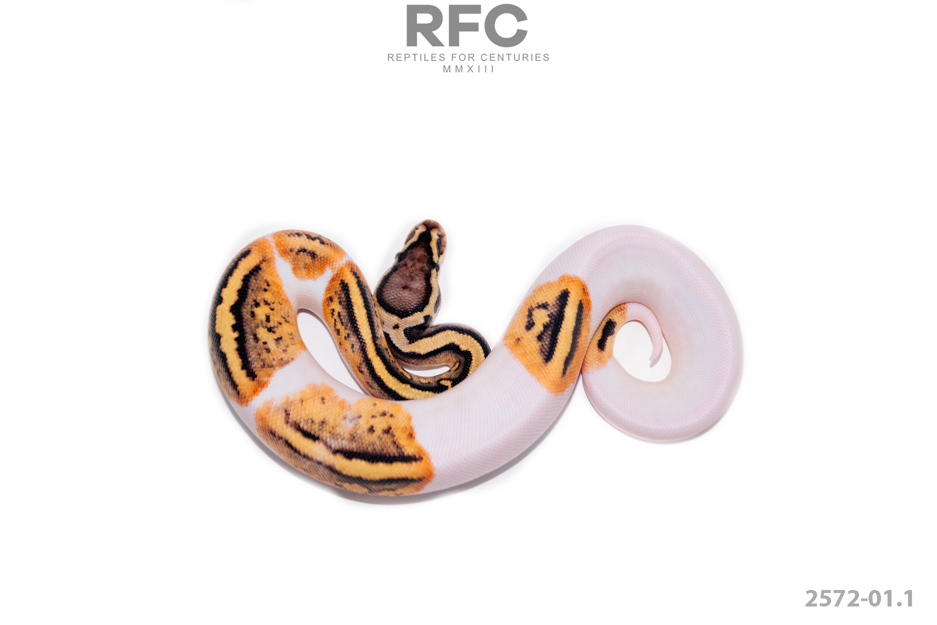 Pastel Pied DH MF Ultramel