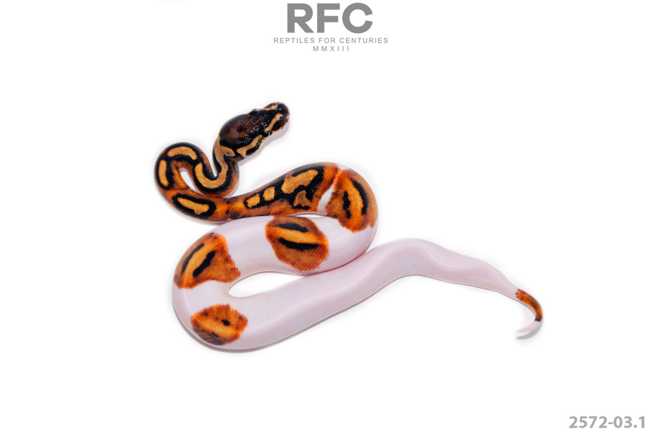 Pied DH MF Ultramel