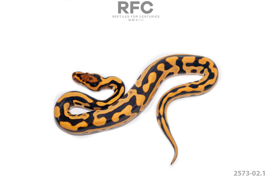 Cypress Leo YB DG Het Clown