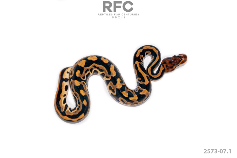 Cypress Leo YB DH DG Clown