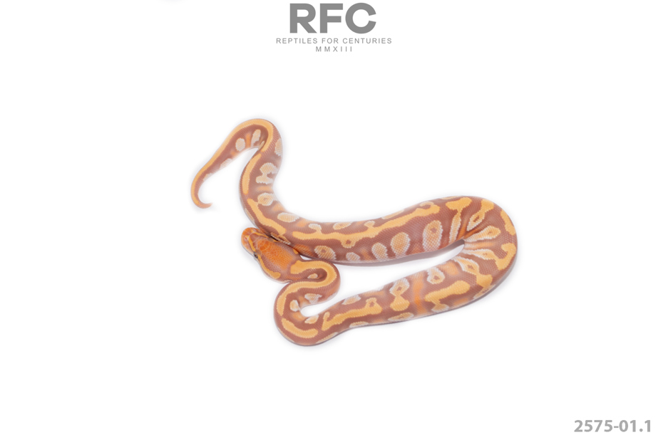 OD Mojave Ultramel DH Sunset Clown