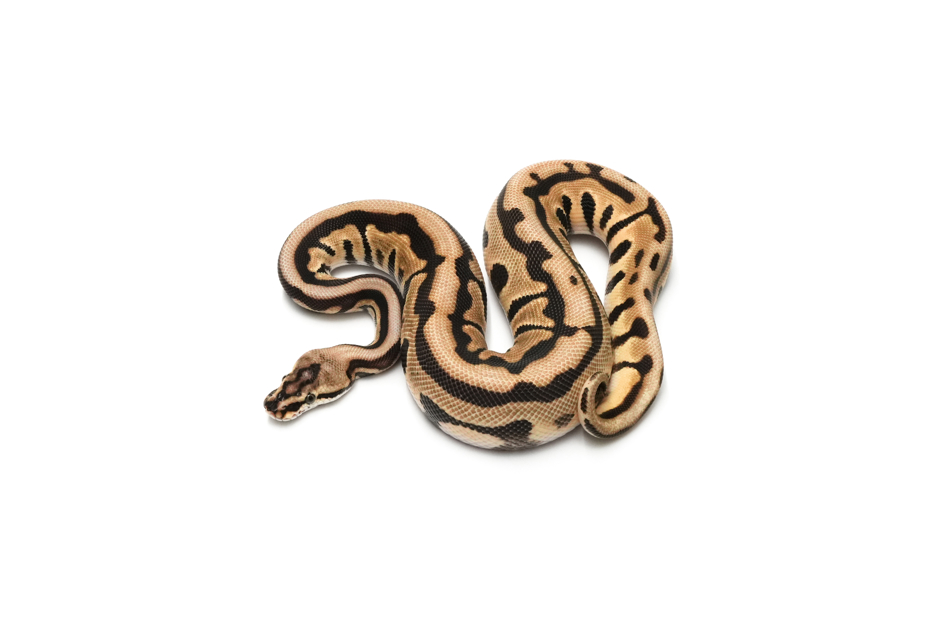 Redhead Leopard Spotnose Enchi TH DG VPI Axanthic Clown (PB)