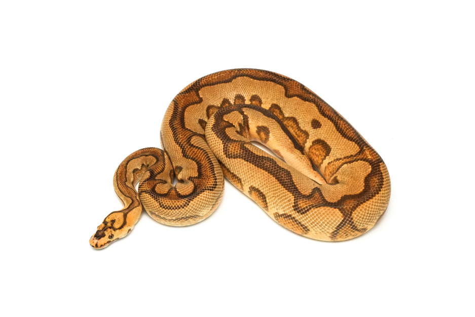 Enchi Pompeii (PB)