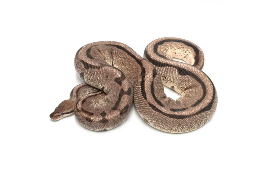 Axanthic(Black&TSK) GS (PB)