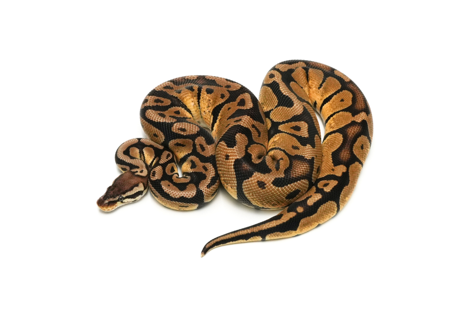 Pastel DH Sunset VPI Axanthic