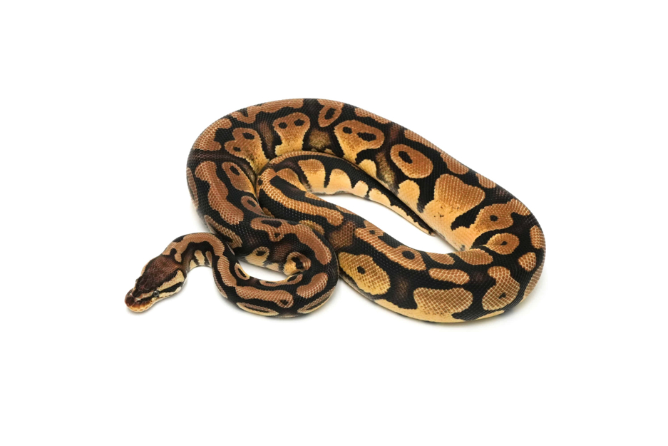 Pastel QH Sunset VPI Axanthic Clown Pied