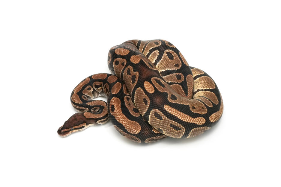 QH Axanthic(Black&TSK) DG Clown Pied