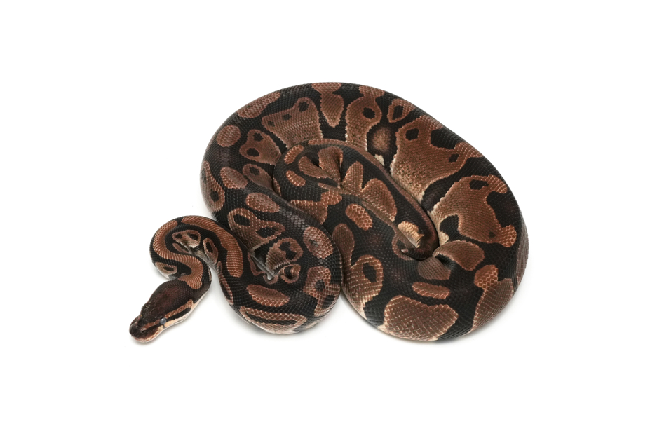 QH Axanthic(Black&TSK) DG Clown Pied (PB)