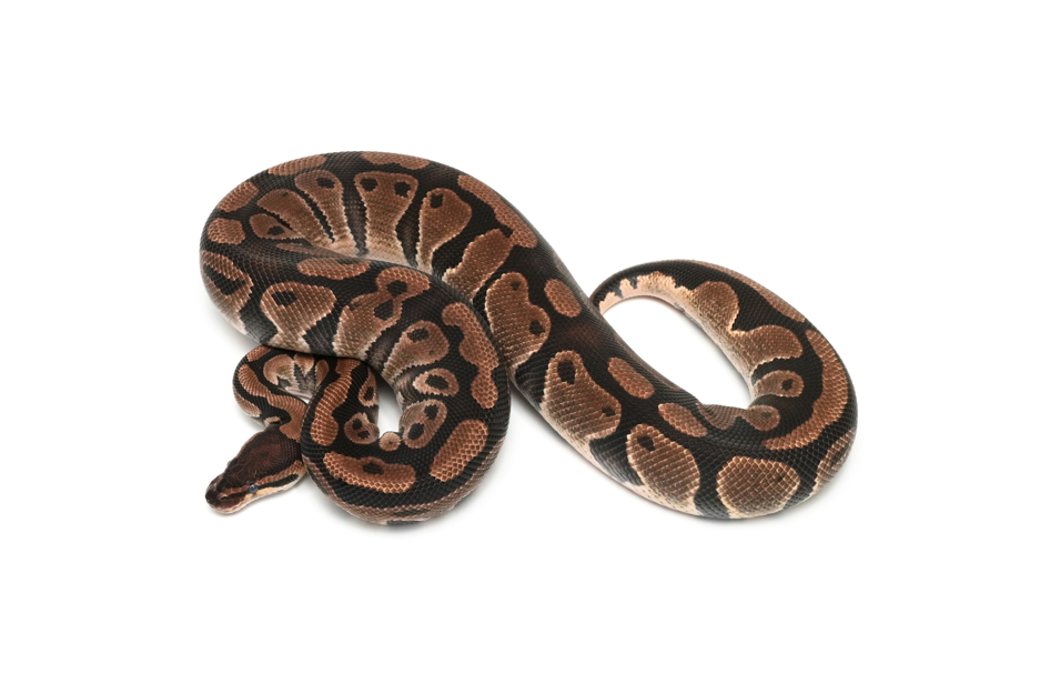 QH Axanthic(Black&TSK) DG Clown Pied