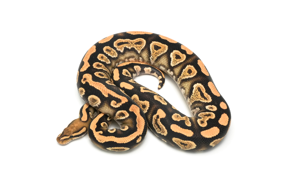 Cypress Lace YB Het Clown (PB)