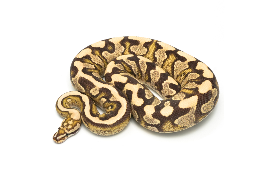 Lace Fire YB Spotnose Het Clown (PB)