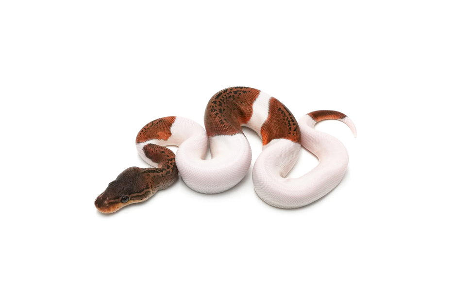 Monsoon Pied