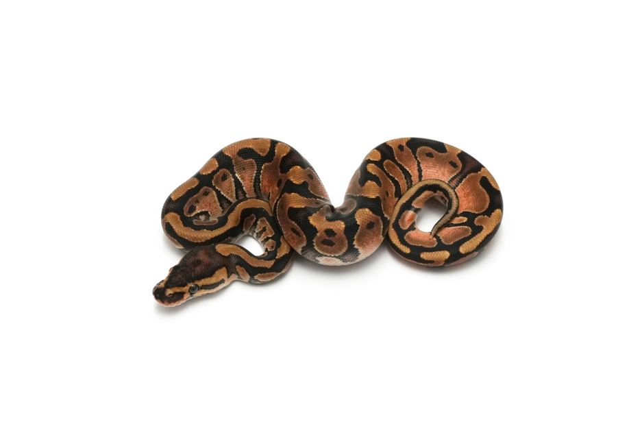 Enchi Pixel Het Clown
