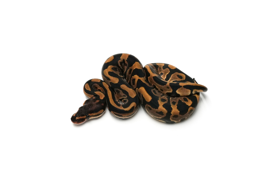 Leopard Pixel Het Clown