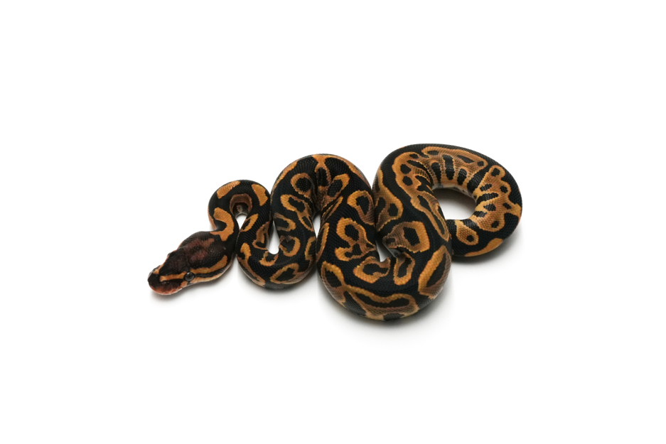 Leopard YB Pixel Het Clown