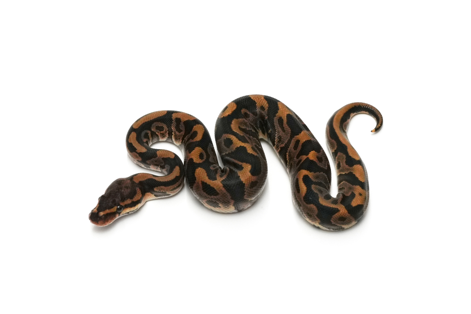 Leopard Redstripe Pixel Het Clown