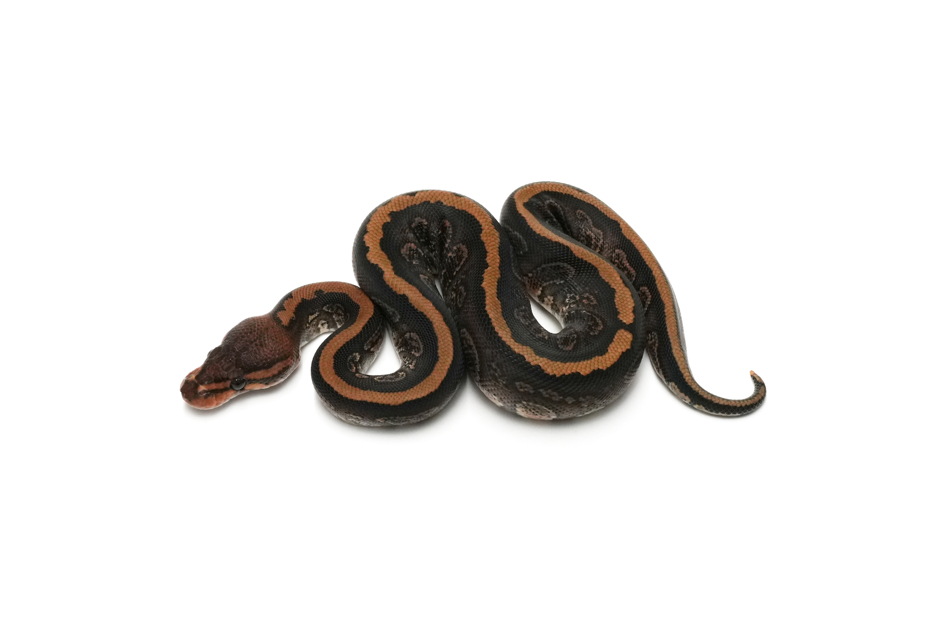 Stranger Redstripe Pixel Het Clown