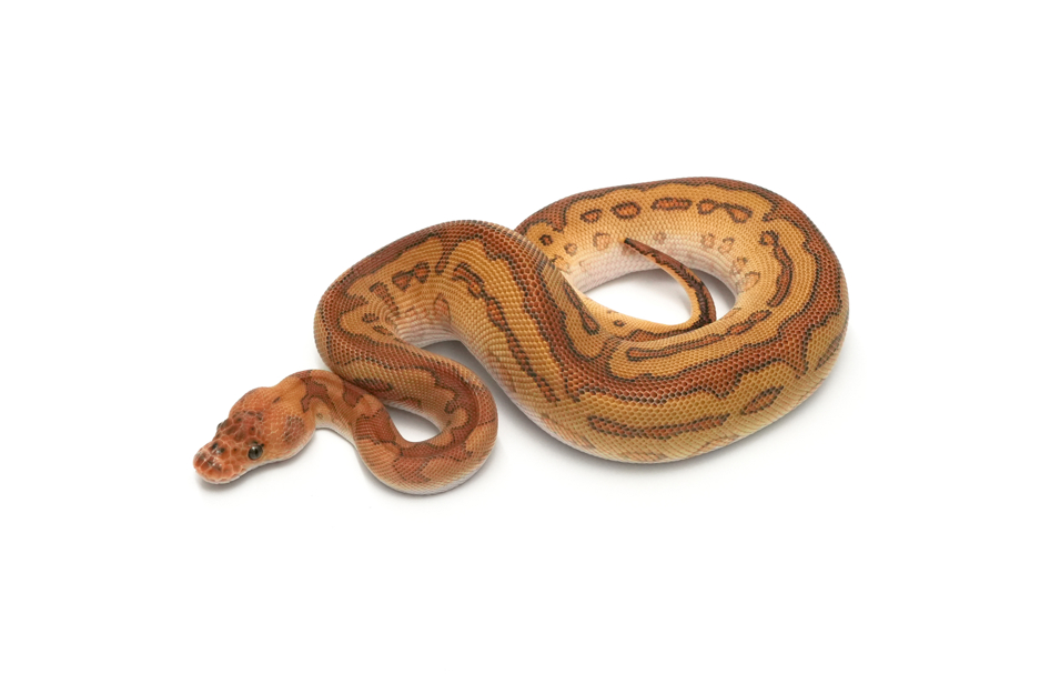 Cypress Redstripe Leopard Clown