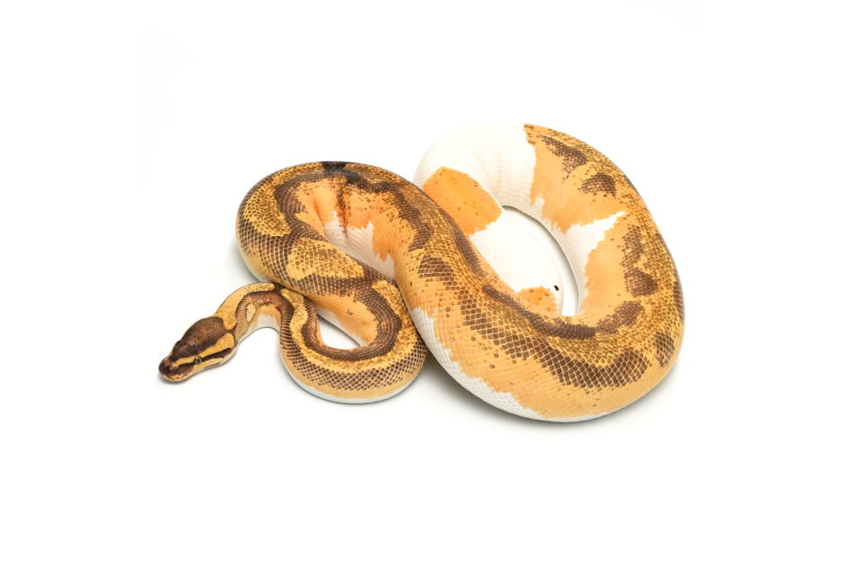 OD YB Enchi Pied 50%Black & TSK Axanthic