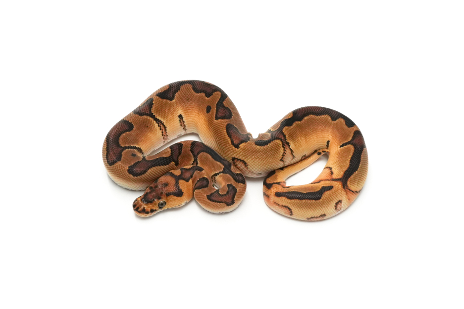 Enchi YB Clown TH Hypo DG Pied