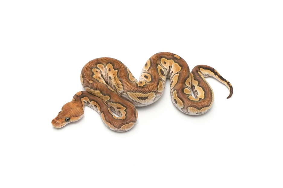 Mojave Fire Clown TH Hypo DG Pied