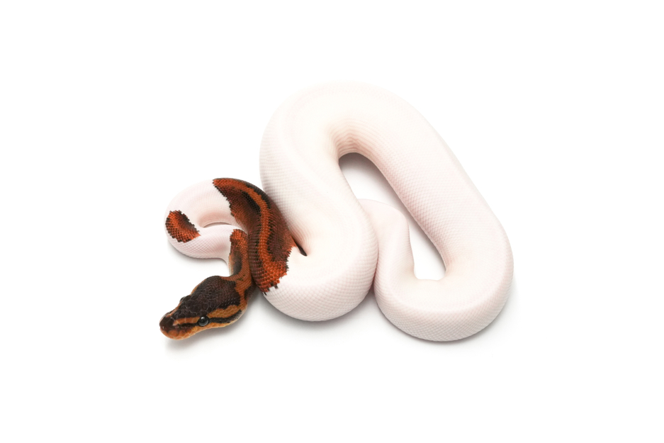 Copper YB Pied DH DG Clown Pos Pixel Leopard