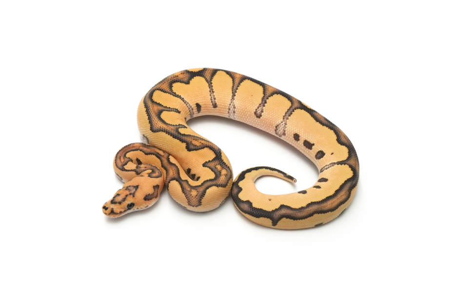 Redstripe DG Clown Het VPI Axanthic