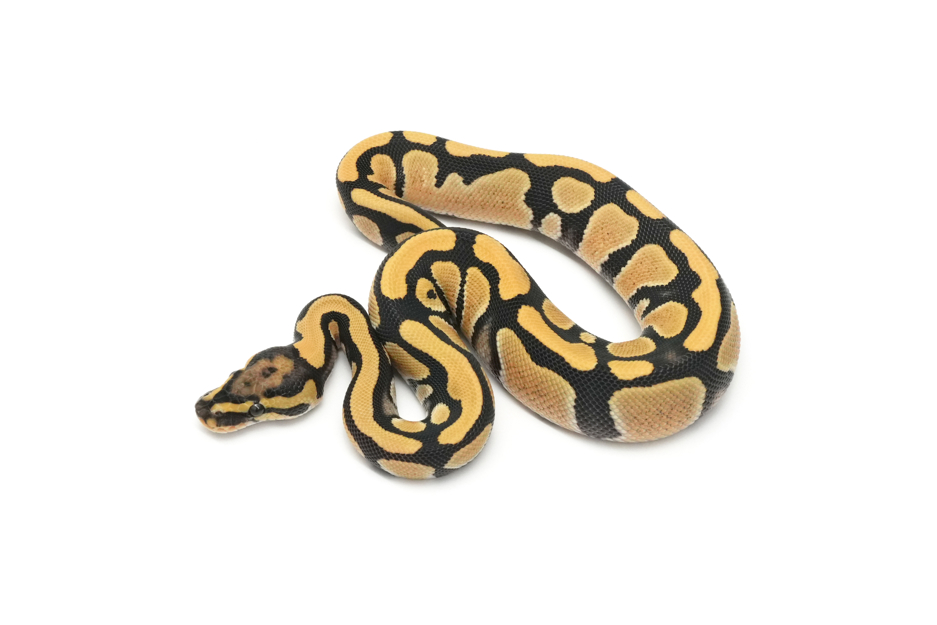 DG QH Hypo VPI Axanthic Clown Pied